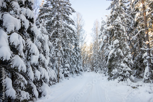 Forest roads covered with snow. Winter forest