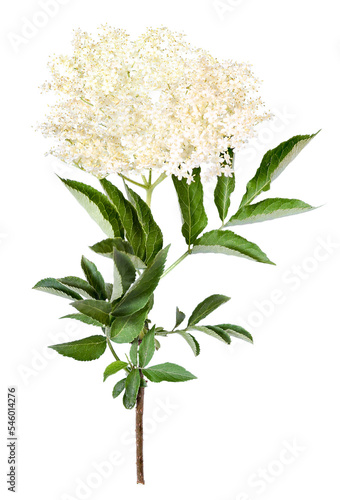 Elder flower, sambucus, transparent background