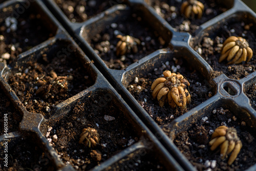 Ranunculus asiaticus or persian buttercup. Presoaked ranunculus corms planted in a propagation tray. Ranunculus corms, tubers or bulbs. photo