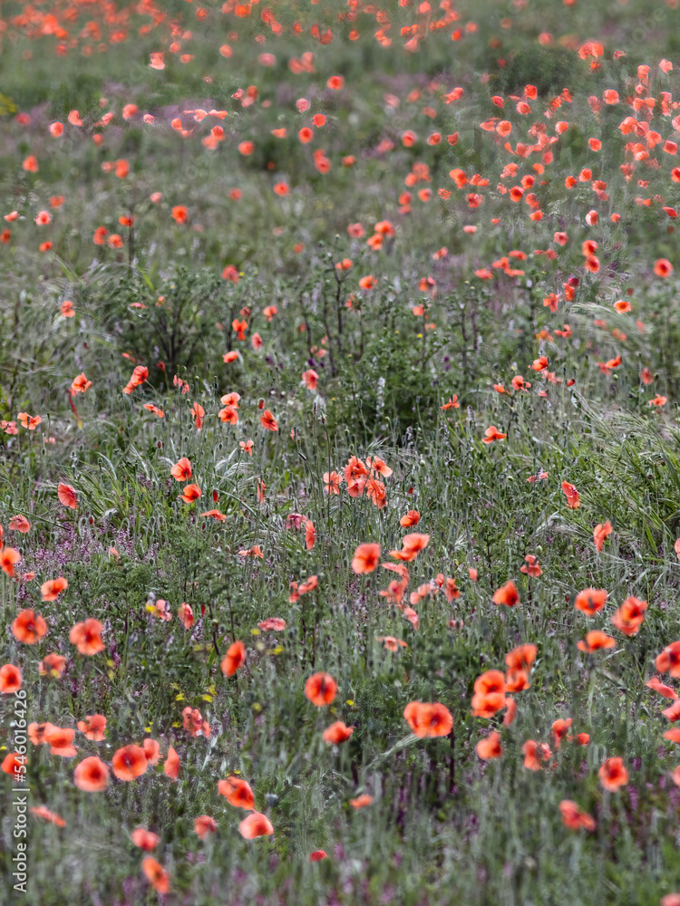 Meadow in spring with poppies