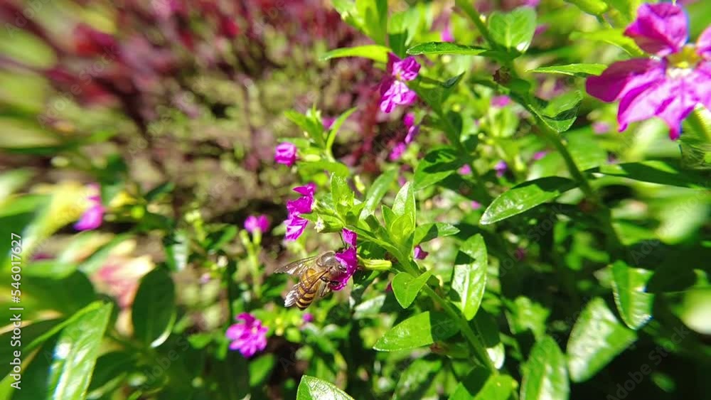 western Honey bee,Apis mellifera,apis, A. andreniformis, A. cerana dan A. dorsata,koschevnikovi perch on flower in slow motion western Honey bee,Apis mellifera,apis, A. andreniformis, A. cerana dan A. dorsata,koschevnikovi perch on flower in slow motion