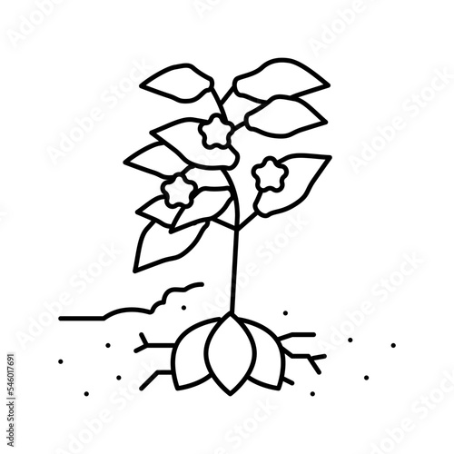 plant sweet potato line icon vector illustration