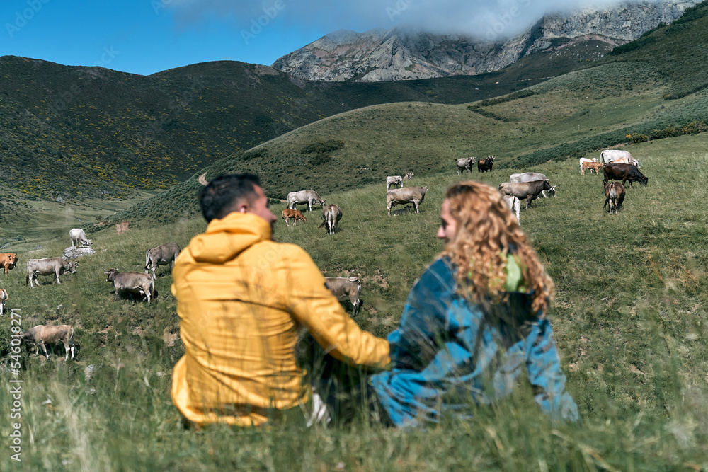 heterosexual couple in yellow and blue jacket holding hands sitting on meadow grass next to cows, ruta del cares asturias, spain
