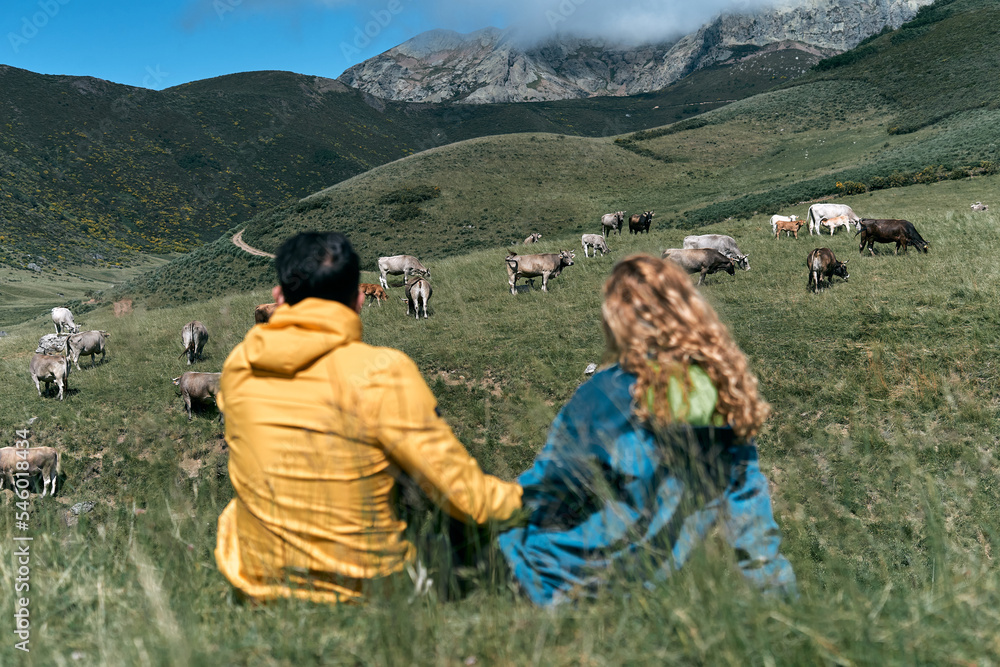 caucasian boy and girl sitting together on the grass of the field looking at the cows calmly holding hands on a sunny day in nature, ruta del cares asturias, spain