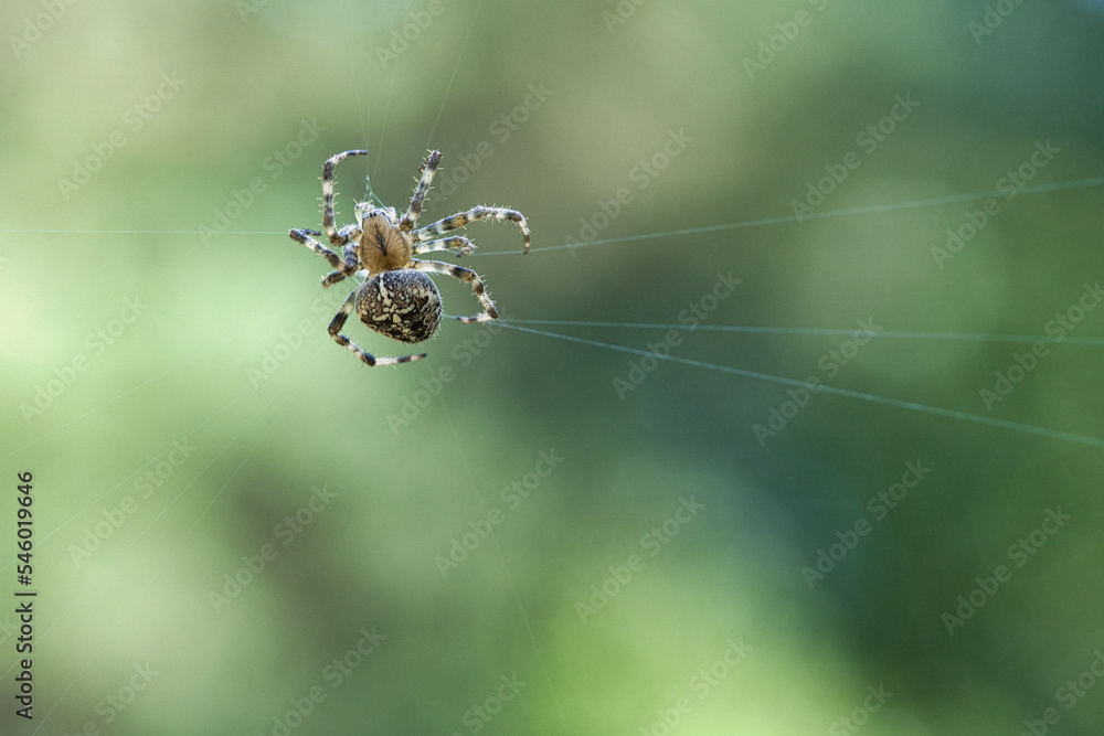 Cross spider crawling on a spider thread. Halloween fright. A useful hunter among Cross spider crawling on a spider thread. Halloween fright. A useful hunter among