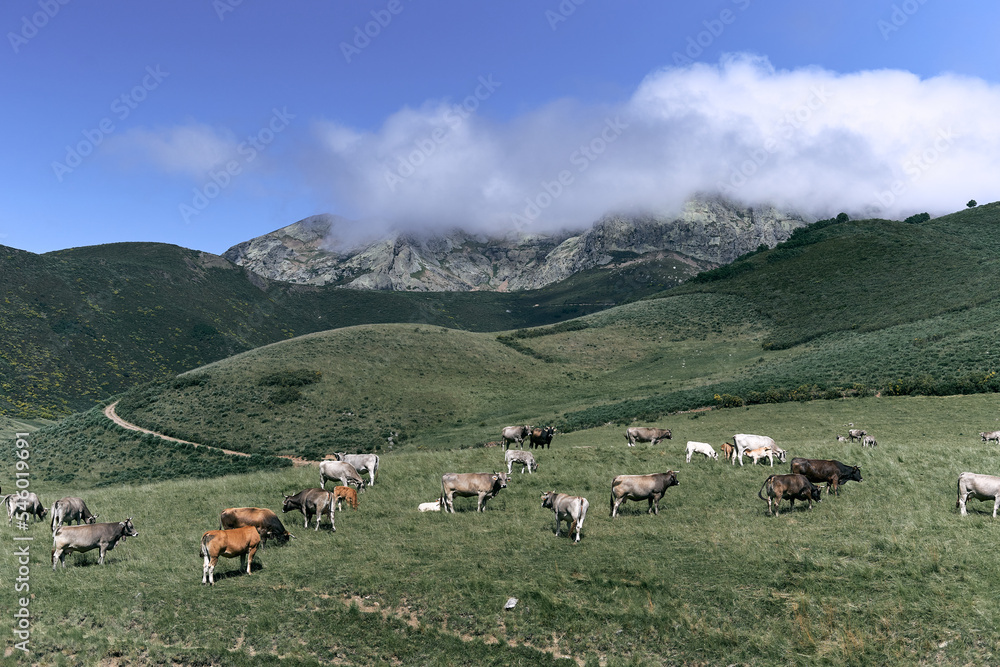 group of cows grazing in the field calm and relaxed in a lonely valley next to the path that leads to the rocky mountains, ruta del cares asturias, spain