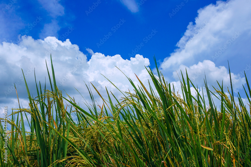 Rice fields and background sky on a bright day Rice fields and background sky on a bright day