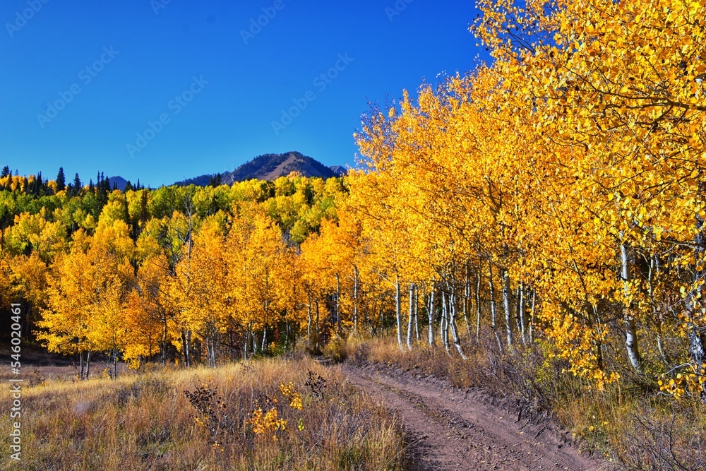 Fototapeta premium Pine Hollow hiking trail Mountain views by Timpanogos in the Wasatch Mountains Rocky Mountains, Utah. America. 