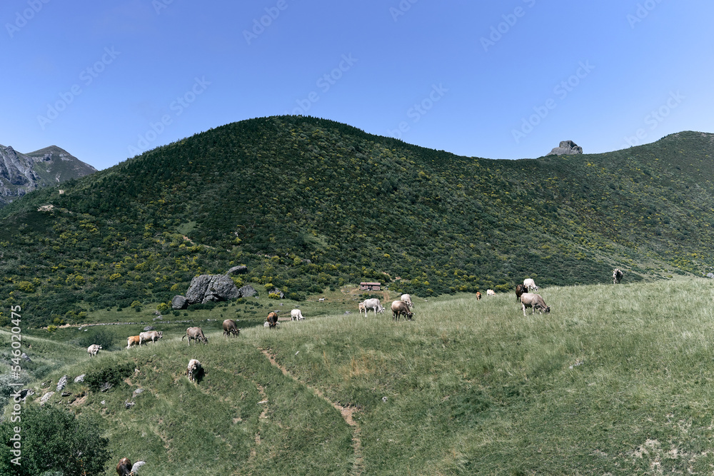 herd of cows grazing calmly between the valley and the trees of the mountains on a clear day without clouds, ruta del cares asturias, spain