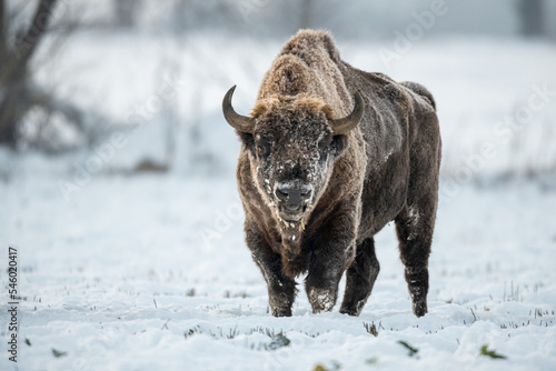 Wallpaper Mural European bison - Bison bonasus in Knyszyn Forest Torontodigital.ca