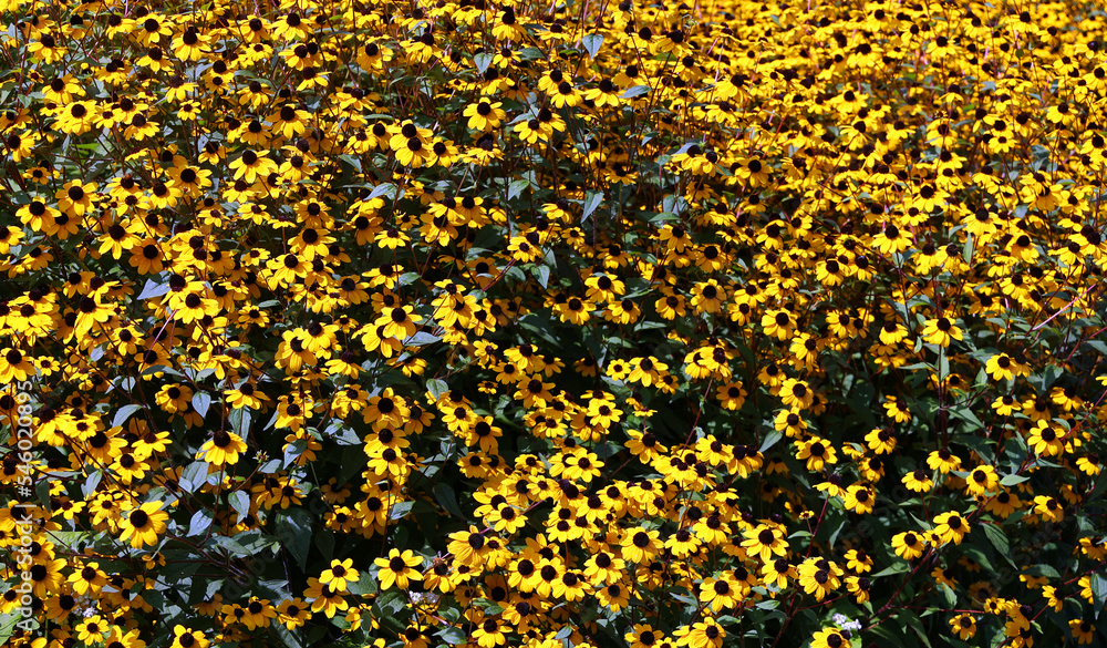 Rudbeckia. The species are commonly called coneflowers and black-eyed-susans; all are native to North America and many species are cultivated in gardens for their showy yellow or gold flower heads. Rudbeckia. The species are commonly called coneflowers and black-eyed-susans; all are native to North America and many species are cultivated in gardens for their showy yellow or gold flower heads.