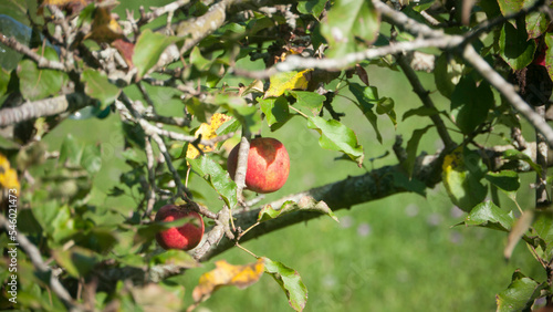 Manzanas rojas en rama de manzano de huerta