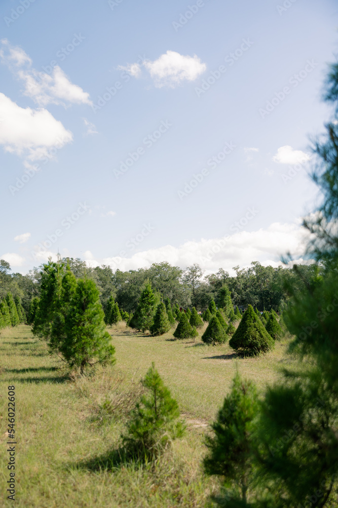 christmas tree landscape