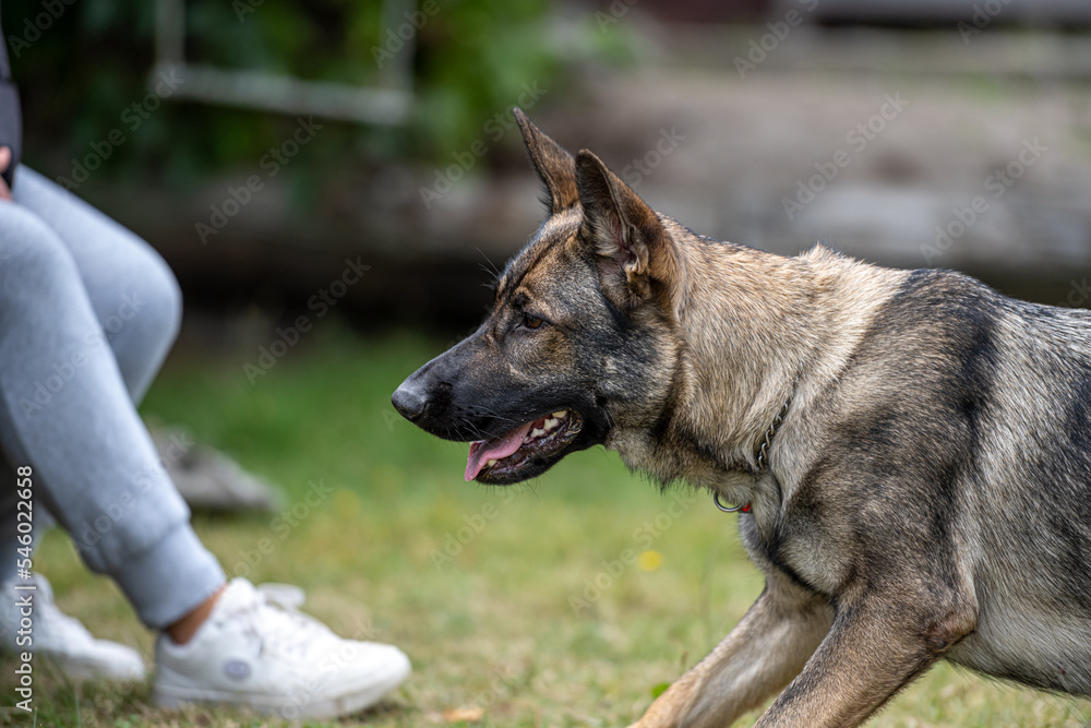 A profile picture of a young happy German Shepherd. Sable-colored working line breed