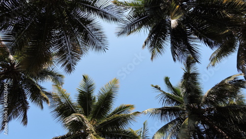 palm trees against sky