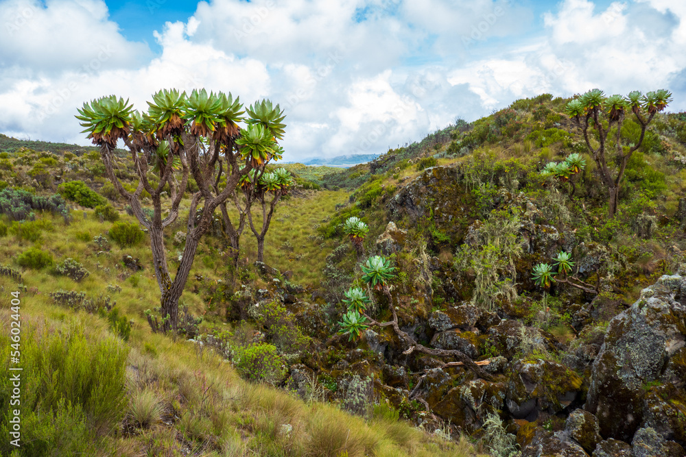 Scenic view of high altitude moorland against mountains at Chogoria Route, Mount Kenya National Park, Kenya
