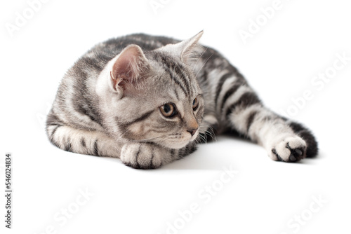 kitten with British fur lies on a white background. Striped Scottish Shorthair Silver Kitten, Funny Adorable Pet Cats. Сat looks to the right