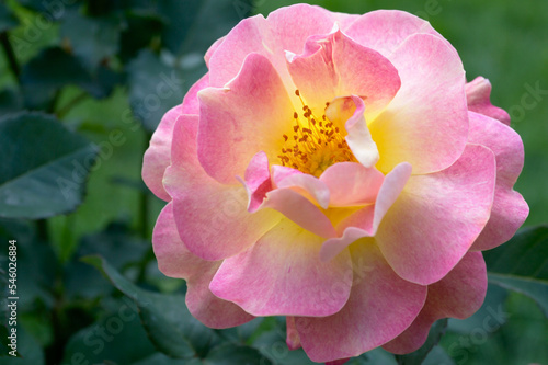 The macro world of a rose flower is shot from a close distance and shows the inner world of the inflorescence.