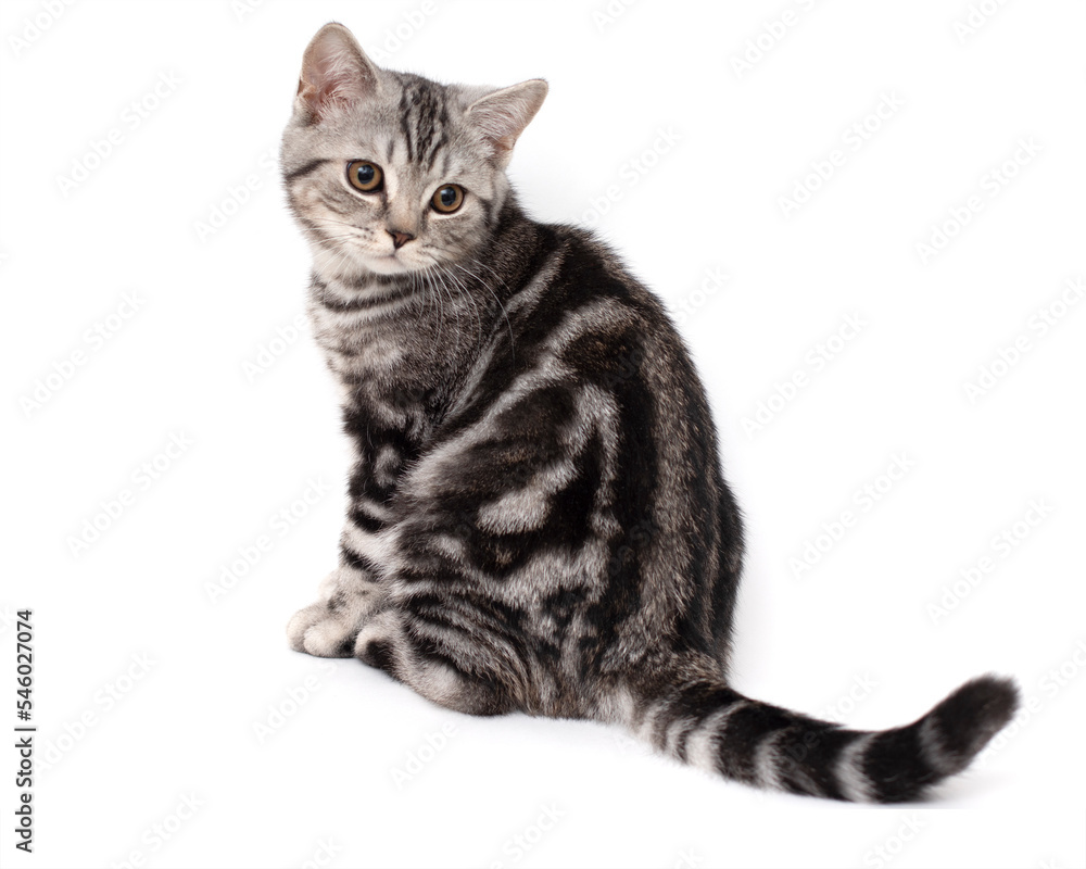 cat highlighted on a white background. Purebred marble British teenage cat color black marble on silver sits on a white background. cat highlighted on a white background. Purebred marble British teenage cat color black marble on silver sits on a white background.