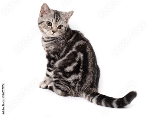 cat highlighted on a white background. Purebred marble British teenage cat color black marble on silver sits on a white background.