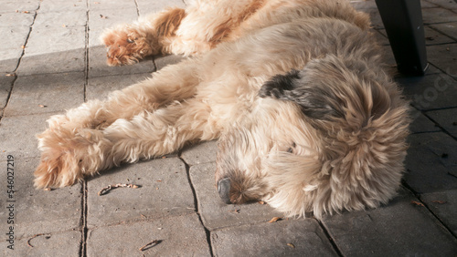 Perro lanoso color beige tumbado en suelo gris de patio exterior