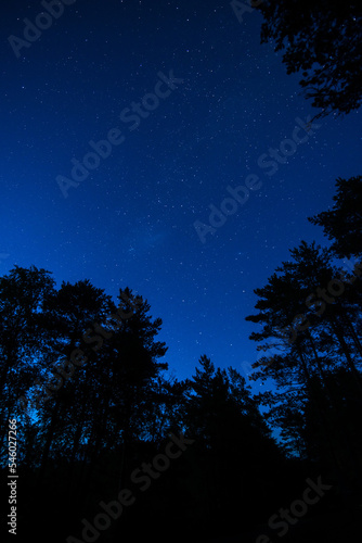 The Milky Way rises over the pine trees on a foreground