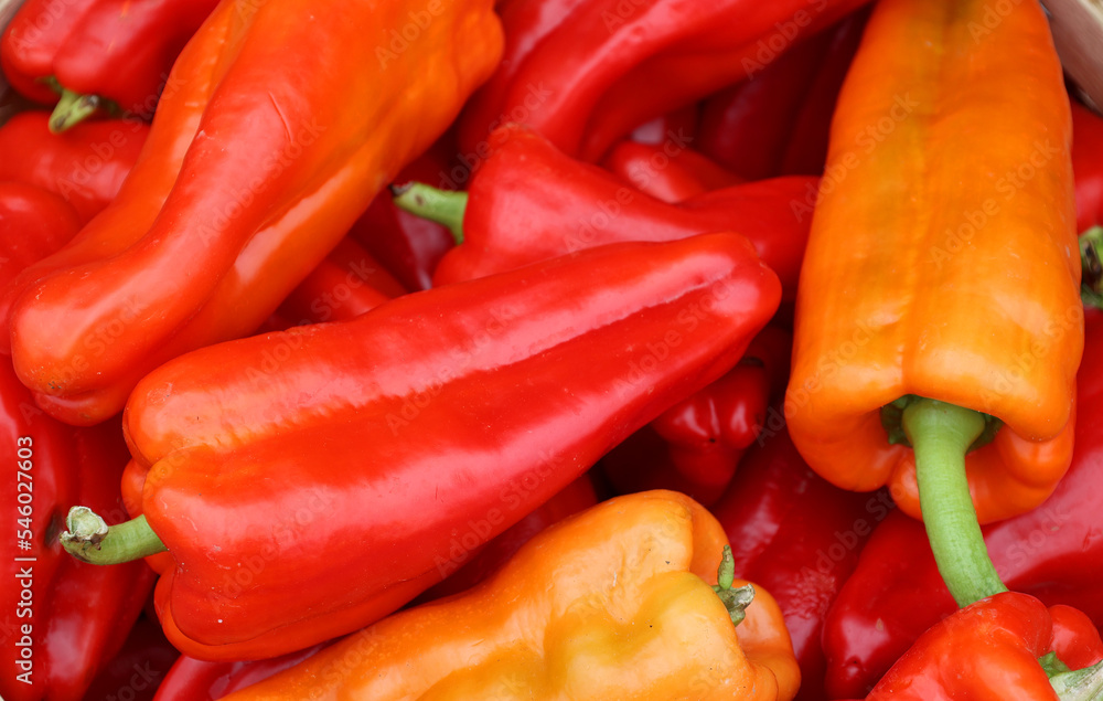 Pimientos Choriceros, dry hot guindilla peppers, and Piparras-Basque green peppers hanging.