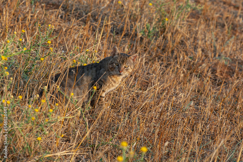 portrait of a cat in a field . sunny afternoon. selective focus