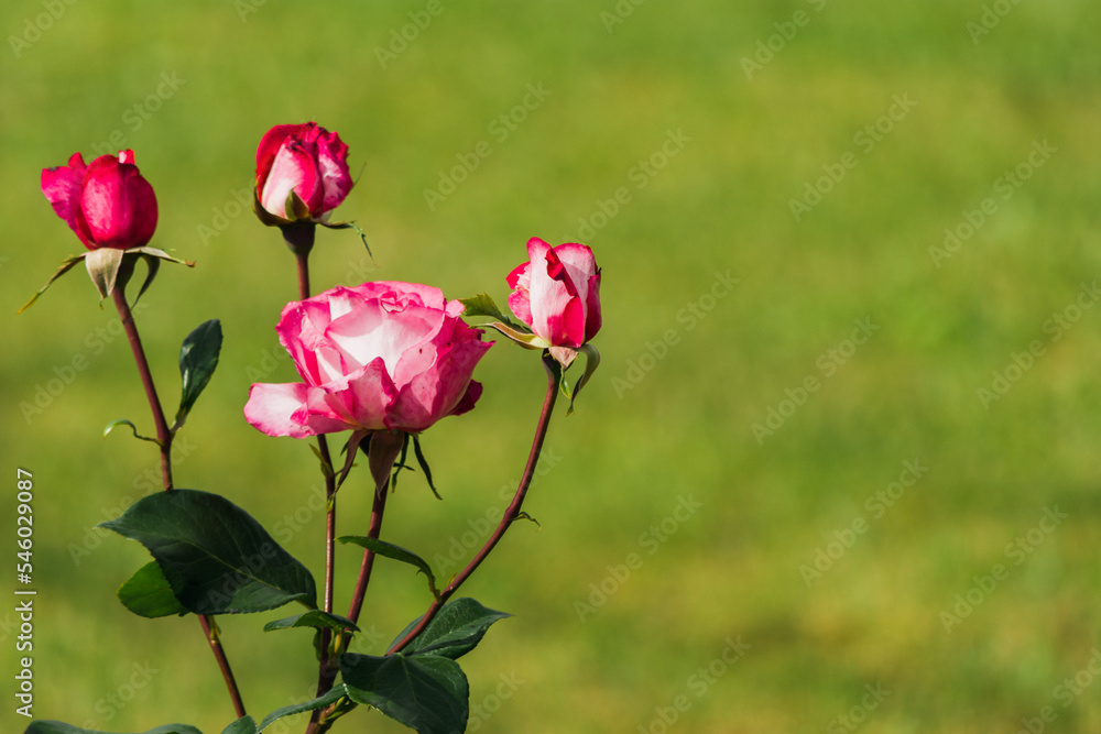 Red rose flower with leaves blossoming in nature against green background