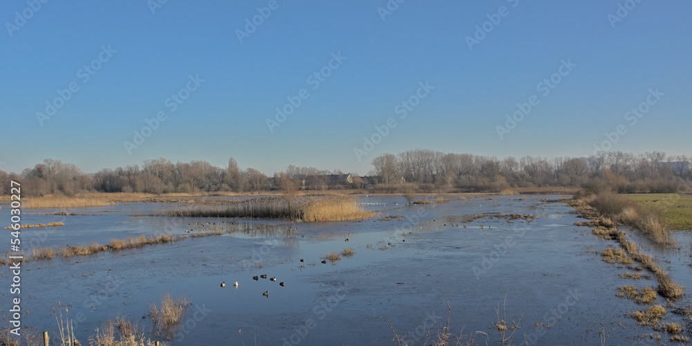 Naklejka premium Marshland on a beautiful winter day in Bourgoyen nature reserve, Ghent, Flanders, Belgium