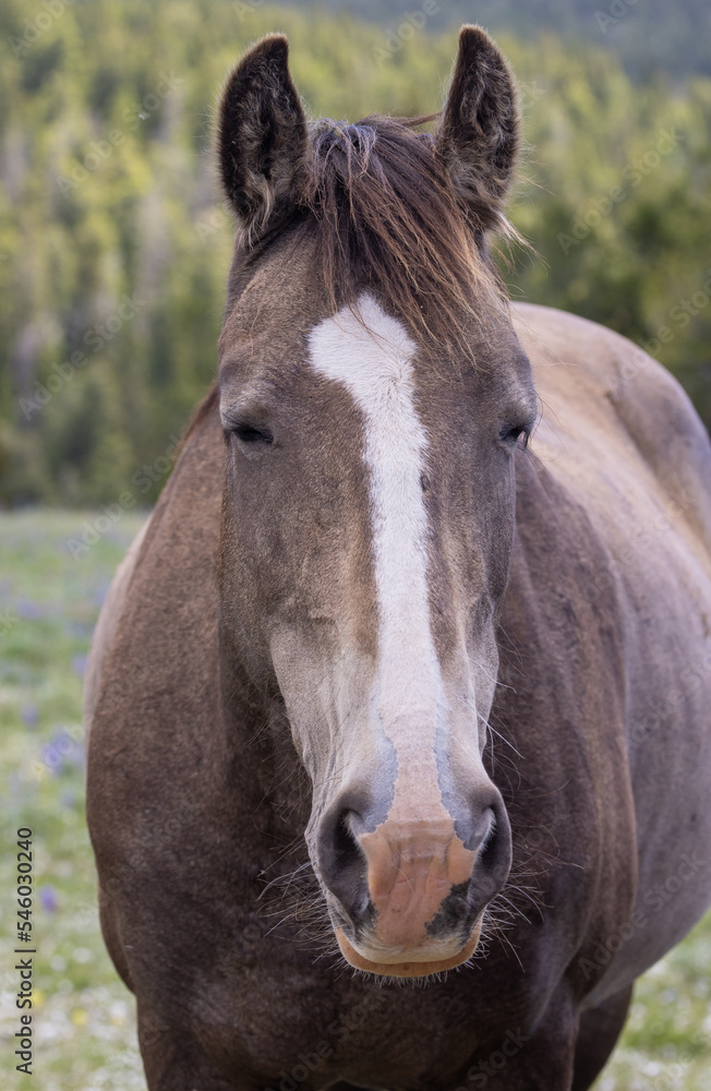 Wild Horse in the Pryor Mountains Montana in Summer Wild Horse in the Pryor Mountains Montana in Summer