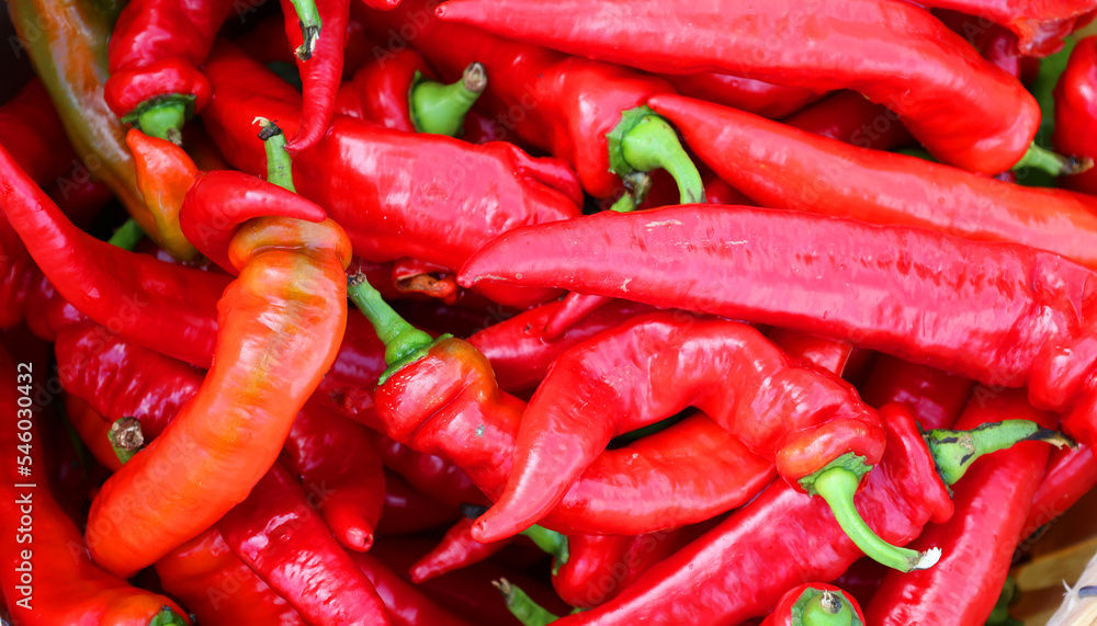 The jalapeno is a medium-sized chili pepper pod type cultivar of the species Capsicum annuum