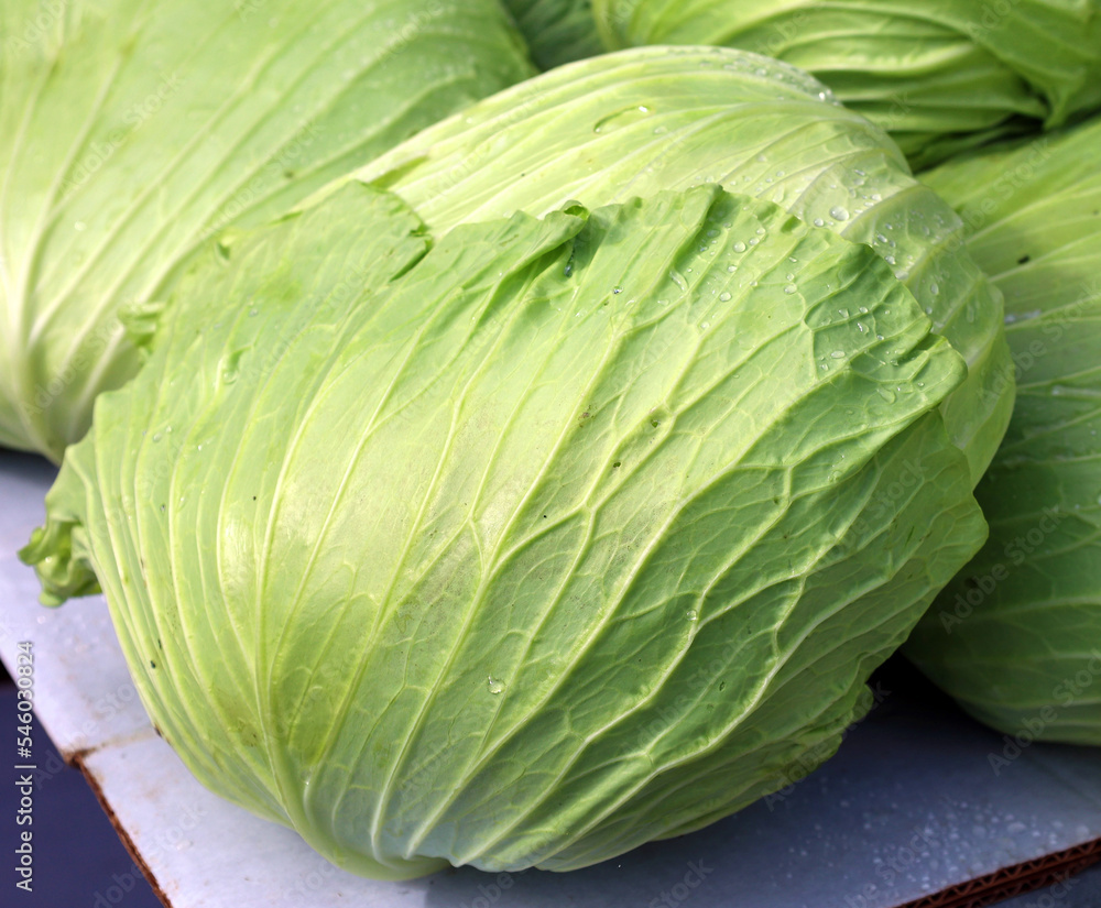 Fototapeta premium The Flat or Taiwanese cabbage has a large flat head. This variety was developed in Taiwan and once you cut the four side of the head, the leaves are easily peeled one by one.