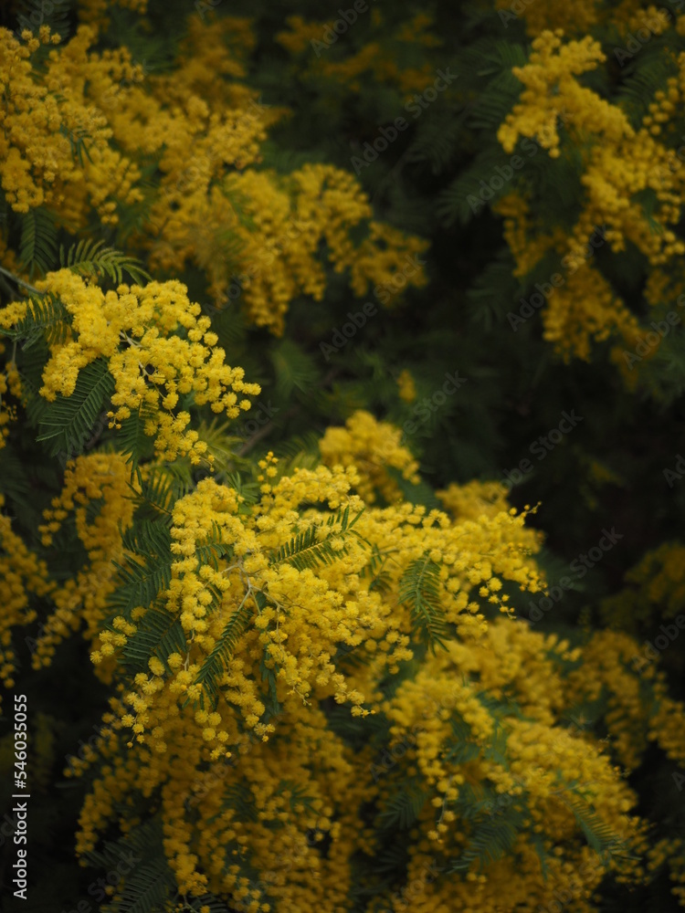 mimosa blossom mimosa blossom