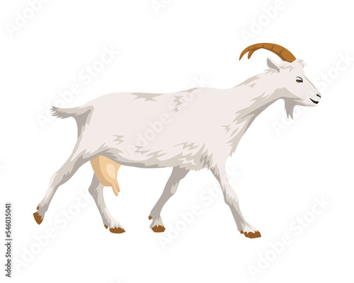 White walking goat side view. Vector illustration
