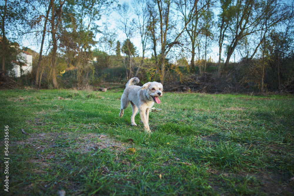 Fototapeta premium mixed breed dog running