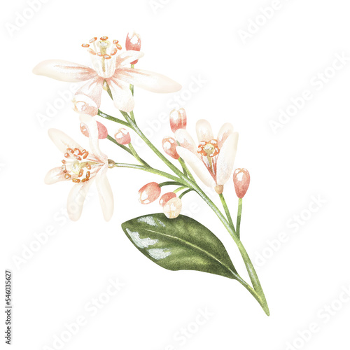 A sprig of lemon flowers. White buds of citrus  orange  bergamot  mandarin  lime. Watercolor illustration. Isolated on a white background. For your design stickers  organic products  nature prints