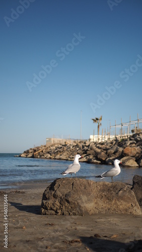 seagulls on the seashore