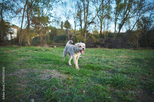 mixed breed dog running