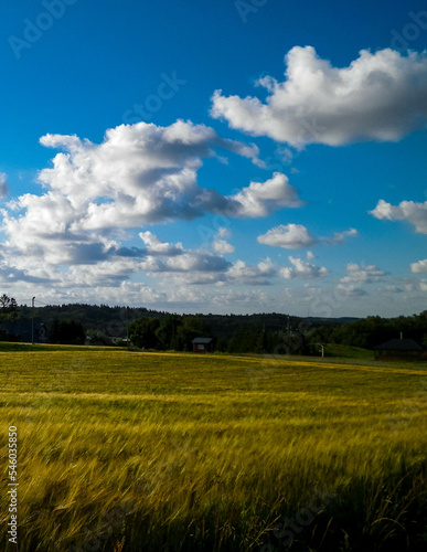 Sunny day over the golden field.