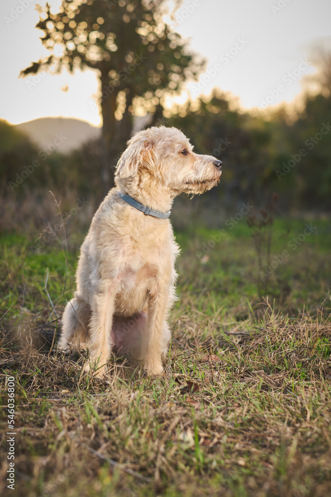 portrait of mixed breed dog