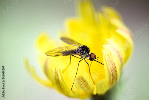 Mosquito on a flower