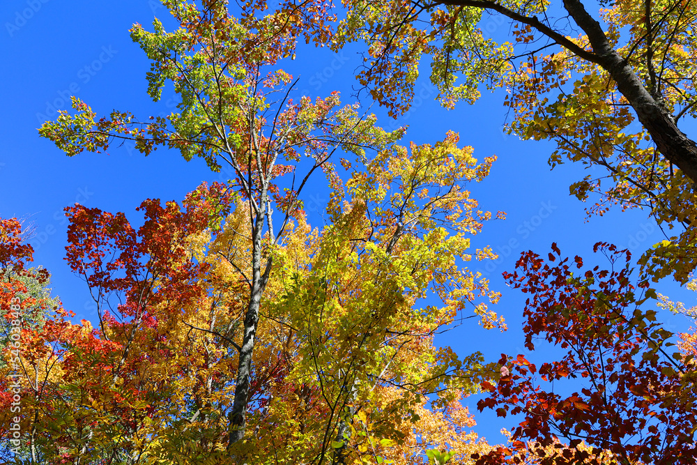 North america fall landscape trees from the bottom eastern townships Granby Quebec province Canada North america fall landscape trees from the bottom eastern townships Granby Quebec province Canada