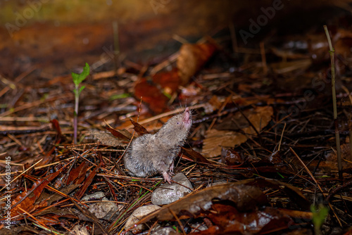 A Northern short-tailed shrew (Blarina brevicauda) searching for food in Michigan, USA.