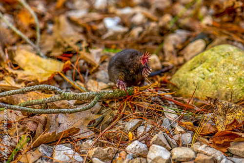 A Star-nosed mole (Condylura cristata) searching for food in Michigan, USA.