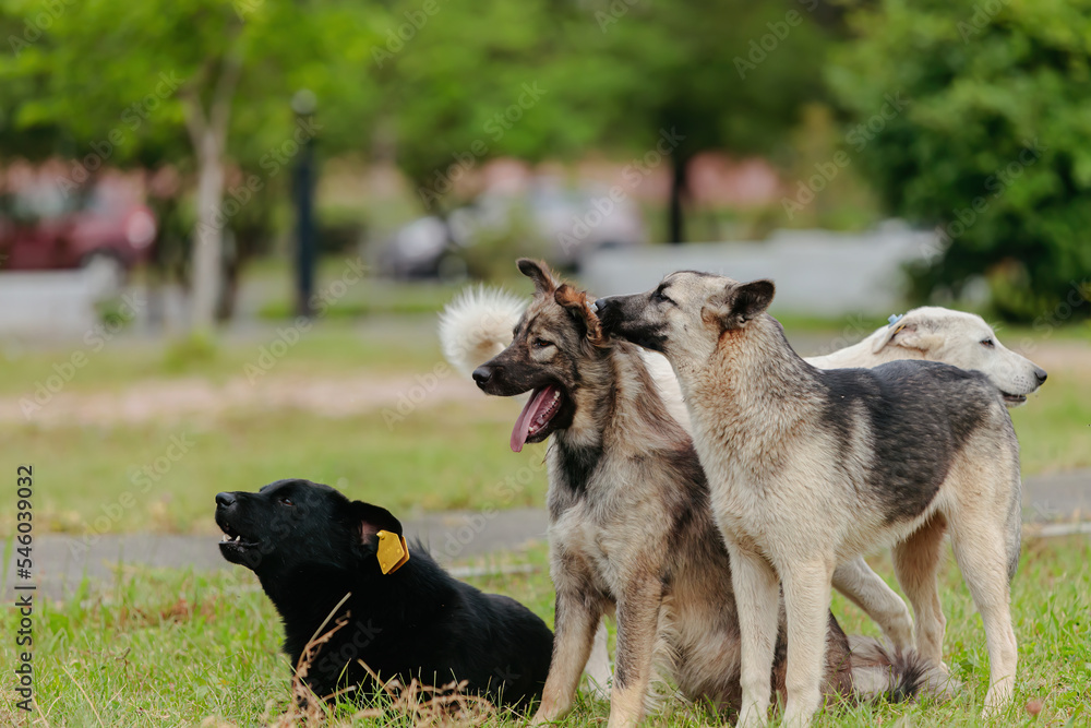 several friendly stray dogs are sitting on the lawn next to each other. several friendly stray dogs are sitting on the lawn next to each other.