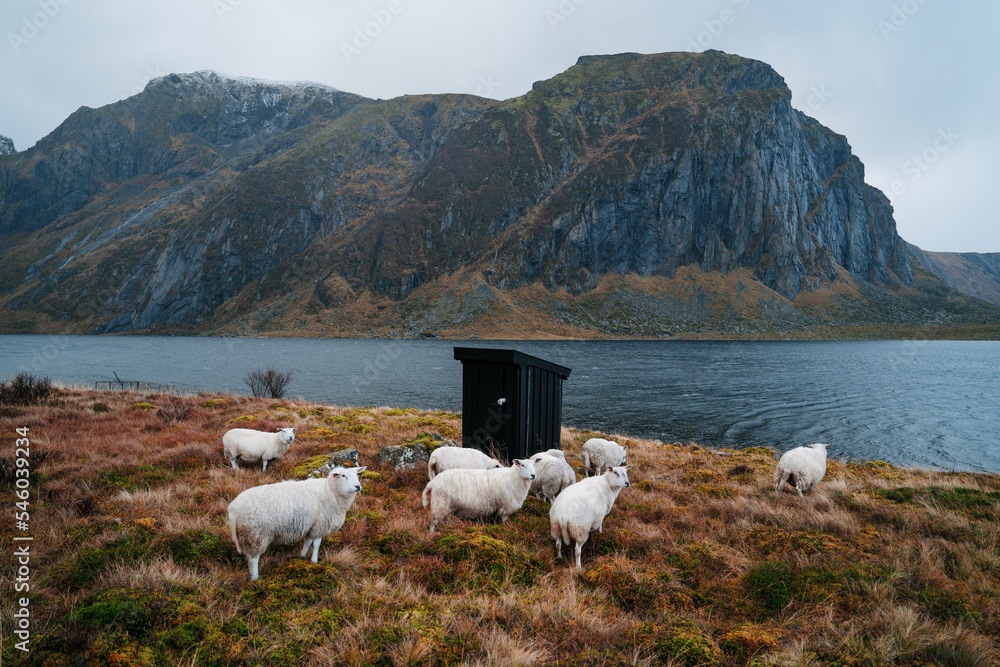 Sheep in front of Fjord in Norway