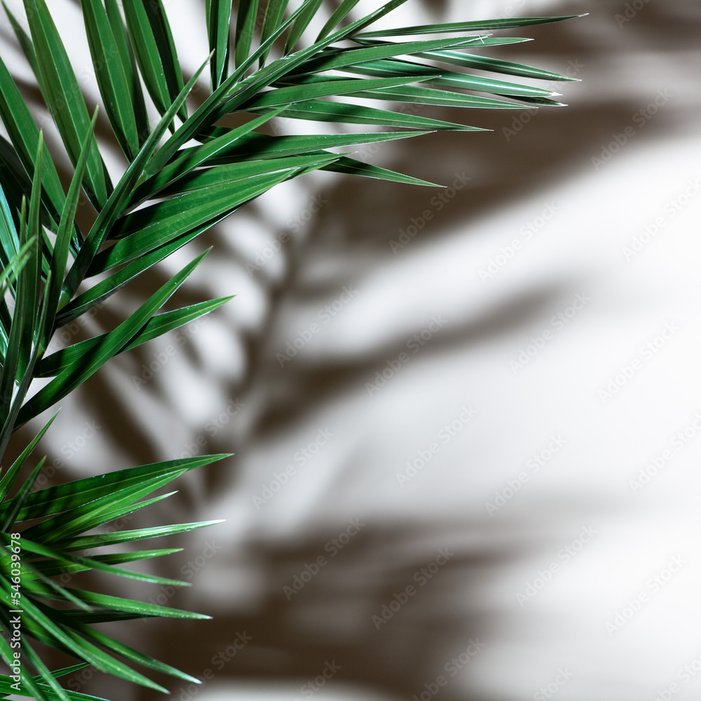Beautiful green palm leaf on the white wall background