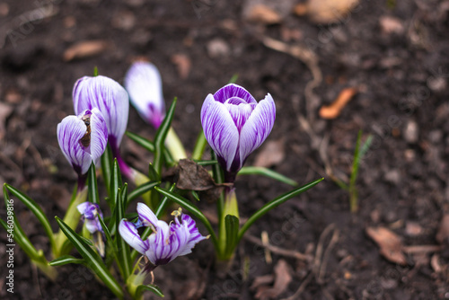 beautiful spring purple crocus close-up flowers