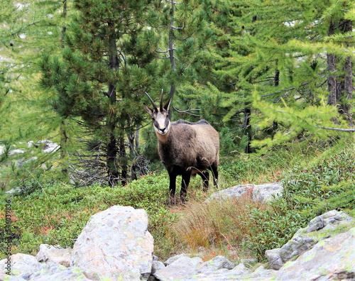 Le chamois et la forêt